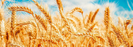 El trigo de alta calidad, una oportunidad de negocio
