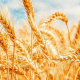 El trigo de alta calidad, una oportunidad de negocio